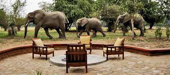  elephants at the lodge